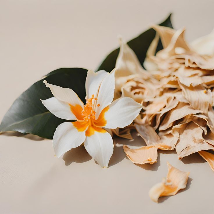 Vanilla-Sandalwood Soap – Gentle Exfoliation & Nourishing